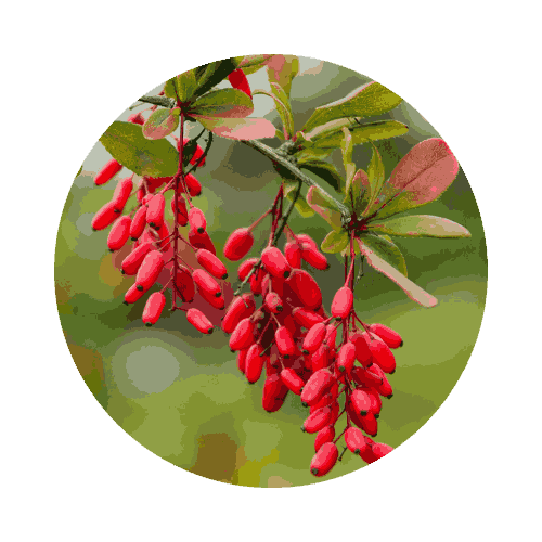 sleeplean official website